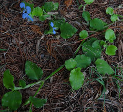 Commelina eckloniana