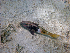 Parupeneus barberinoides