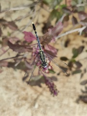 Diplacodes trivialis