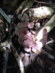 Trogia cantharelloides