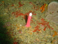 Stylaster nobilis