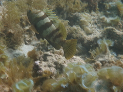 Epinephelus rivulatus