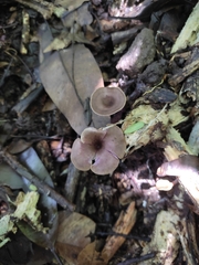 Trogia cantharelloides