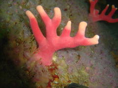 Stylaster nobilis