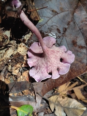 Trogia cantharelloides