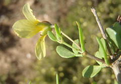 Roepera lichtensteiniana