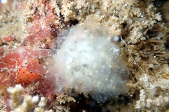 Polycitoridae