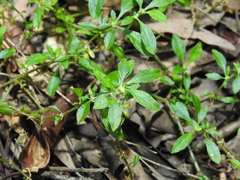 Glinus oppositifolius