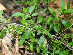 Glinus oppositifolius