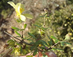 Roepera lichtensteiniana