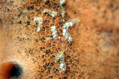Polydorella
