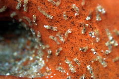 Polydorella