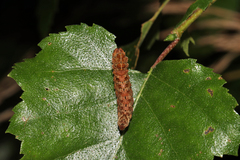 Falcaria lacertinaria