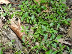 Glinus oppositifolius