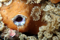 Polycarpa pigmentata