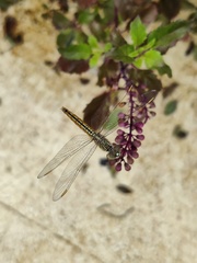 Brachythemis contaminata