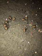 Cornu aspersum