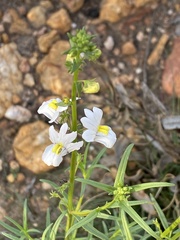 Nemesia bicornis