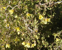 Roepera lichtensteiniana