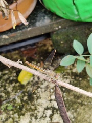 Brachythemis contaminata