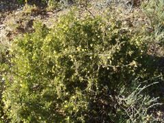 Roepera lichtensteiniana