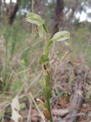 Pterostylis melagramma