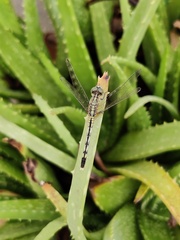 Diplacodes trivialis