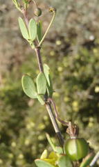 Roepera lichtensteiniana