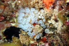 Pycnoclavella tabella