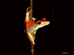 Polypedates colletti