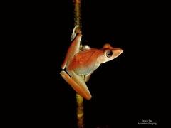 Polypedates colletti