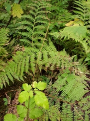 Osmorhiza purpurea