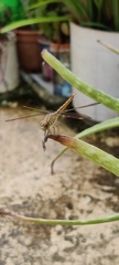 Brachythemis contaminata