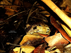 Limnonectes malesianus
