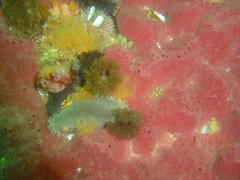 Thyone aurea