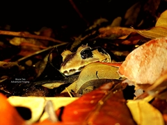 Limnonectes malesianus