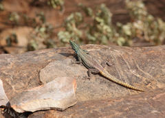 Platysaurus intermedius rhodesianus