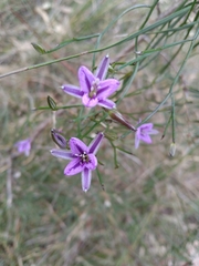 Thysanotus patersonii