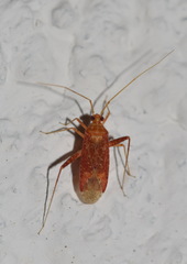 Phytocoris meridionalis
