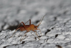 Phytocoris meridionalis