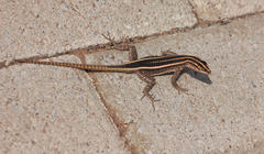 Platysaurus intermedius rhodesianus