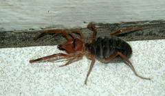 Solpugidae