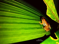 Microhyla nepenthicola