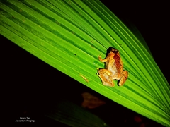 Microhyla nepenthicola