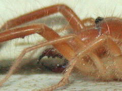 Solpugidae