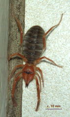 Solpugidae