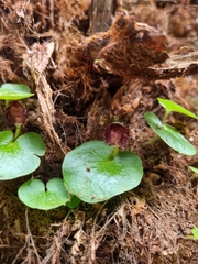 Corybas grumulus