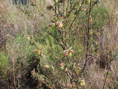 Hermannia hyssopifolia