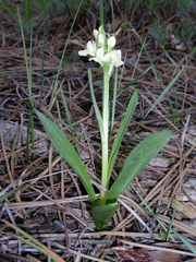 Dactylorhiza insularis