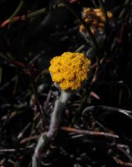 Helichrysum catipes